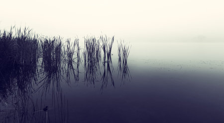 Landscape of a lake with reeds in still water on a foggy morningの写真素材