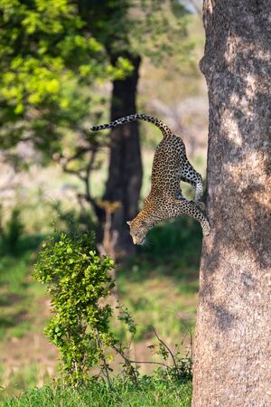Lone leopard jump down from a big tree to hunt for some preyの写真素材