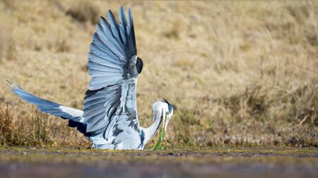 Grey Heron catching a fish in a dam covered in some water grassの写真素材