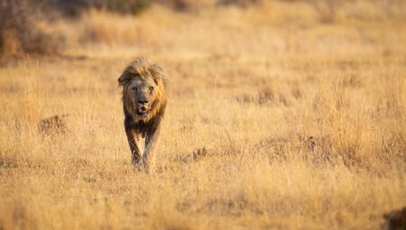Lone lion male walking through dry brown grass to hunt for foodの写真素材