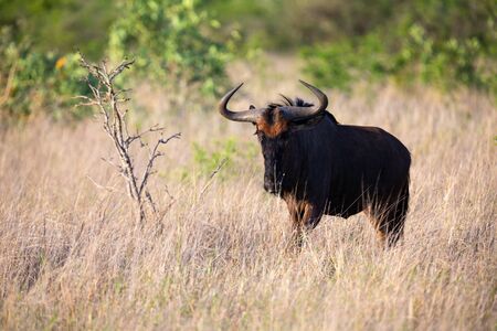 Lone Blue Wildebeest grazing in long brown grass and few green schrubsの写真素材