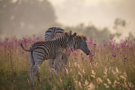 Zebra herd with young ones grazing on grass and purple wildflowersの写真素材
