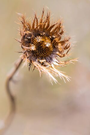 Macro of a brown wild flower seeds with detail and textureの写真素材