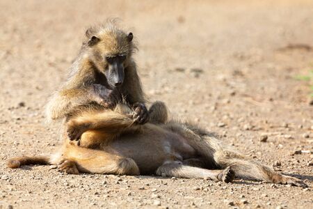 Two baboons relax and cleaning each other from insects and fleasの写真素材
