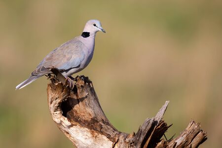 Cape Turtle Dove sitting on a dead tree stump in the bright sunlightの写真素材