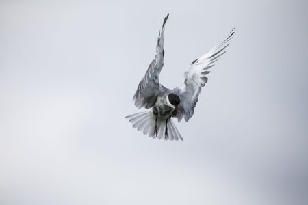 Whiskered tern in flight on a cloudy day with spread wings artistic conversion