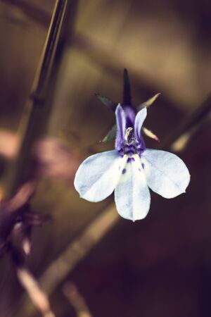 Macro of a small white and purple wild flower with a out of focus backgroundの写真素材
