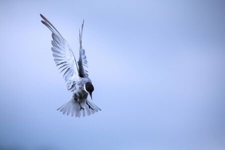 Whiskered tern in flight on a cloudy day with spread wings artistic conversionの写真素材