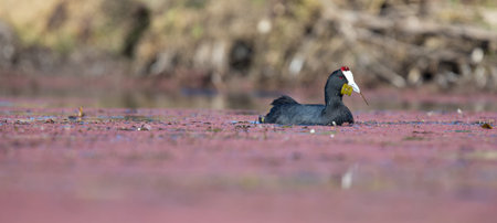 One Red Knobbed Coot looking fish for the chicks at its nestの写真素材