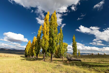 A stand of autumn colour poplar trees in a meadow with short gras and blue skyの写真素材