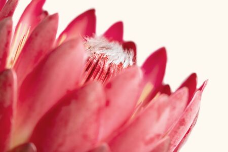 Close-up of a protea flower isolated on a white backgroundの写真素材