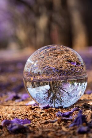 Landscape of blue Jacaranda trees in full bloom through a lens ballの写真素材