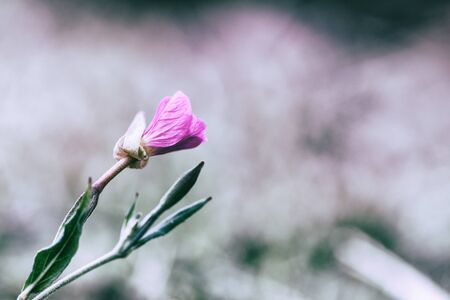 Macro of a small purple wildflower in nature with fine detailの写真素材