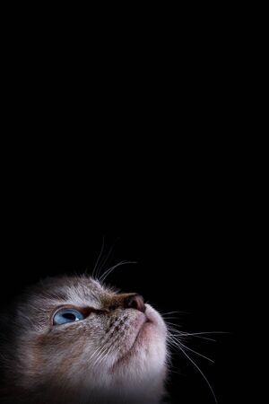 Portrait of a beautiful striped grey kitten with blue eyes on a black background with dead spaceの写真素材
