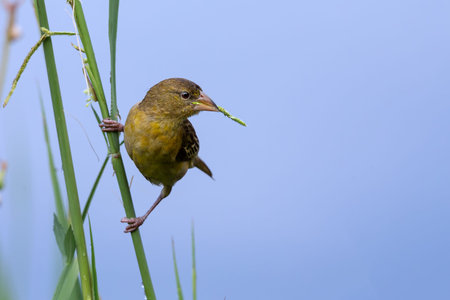 A female southern masked weaver get grass for build a nest