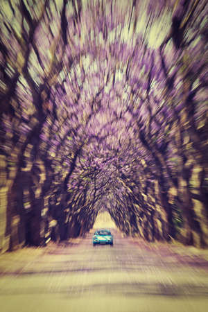 Blue Jacaranda trees in bloom with a zoom warp lens motion distortion effectのeditorial素材