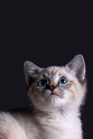 Portrait of a beautiful striped grey kitten with blue eyes on a black background with dead spaceの写真素材