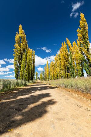 Row of autumn colour poplar trees lining the side of a broown dirt roadの写真素材