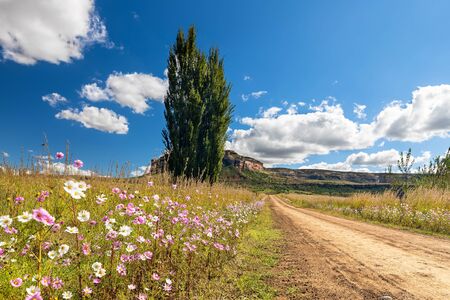 Autumn colour poplar trees lining the side of a dirt road with cosmos flowersの写真素材