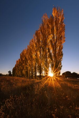 A stand of autumn colour poplar trees in a meadow with the sun setting behind themの写真素材