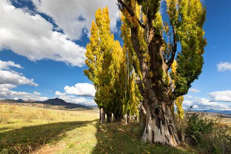 A stand of autumn colour poplar trees in a meadow with short gras and blue skyの写真素材
