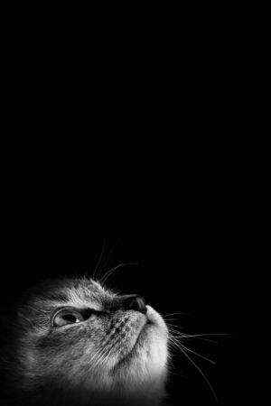 Portrait of a beautiful striped grey kitten with blue eyes on a black background with dead spaceの写真素材