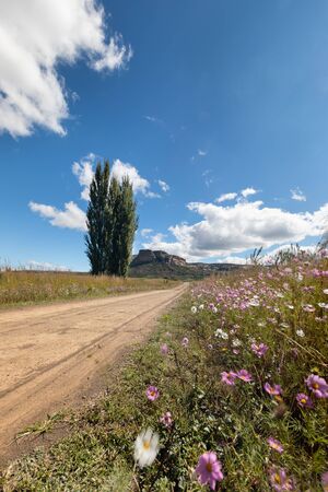 Autumn colour poplar trees lining the side of a dirt road with cosmos flowersの写真素材