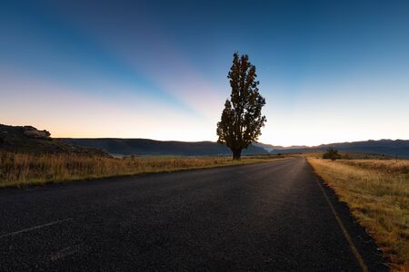Landscape of a sunrise over a solitary tree and a tar road with a clear skyの写真素材