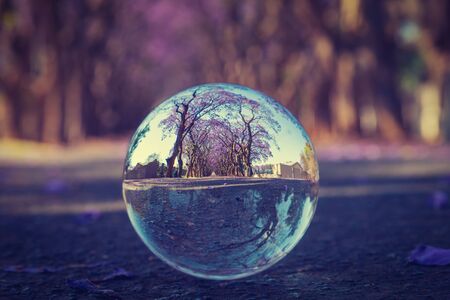 Landscape of blue Jacaranda trees in full bloom through a lens ballの写真素材