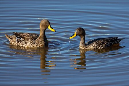 Pair of Yellow Billed Ducks on a small pond busy with courtshipの写真素材