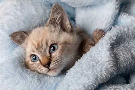 Small grey kitten with blue eyes lay on a soth white fluffy blanketの写真素材