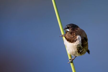 Bronze mannikin bird sitting in stems of grass to eat some fresh seedsの写真素材
