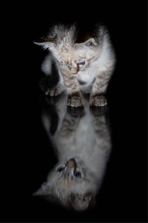 Beautiful striped grey kitten with blue eyes on a shiny surface with clear reflectionの写真素材