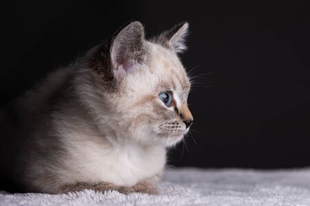 Small grey kitten with blue eyes lay on a soth white fluffy blanketの写真素材