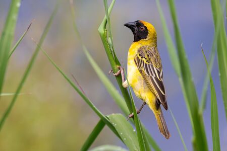 A male southern masked weaver building a nest of green grassの写真素材