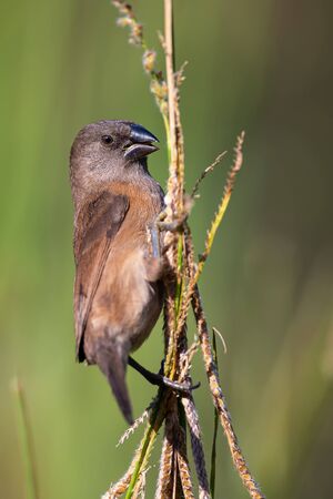 Bronze mannikin bird sitting in stems of grass to eat some fresh seedsの写真素材