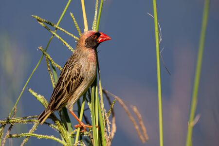 Red Billed Quelea bird sitting in stems of grass to eat fresh seedsの写真素材