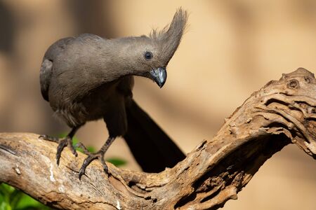 Grey go-away bird sitting on a dead branch looking for some foodの写真素材