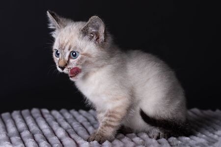 Small grey kitten with blue eyes lay on a soth white fluffy blanketの写真素材