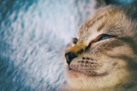 Beautiful striped grey kitten sleeping peaceful in a fluffy blanketの写真素材