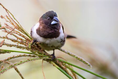 Bronze mannikin bird sitting in stems of grass to eat some fresh seedsの写真素材