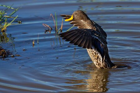 Lone Yellow billed duck swimming on the surface of a pondの写真素材