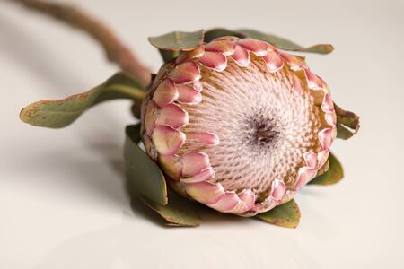 Close-up of a protea flower isolated on a white backgroundの写真素材