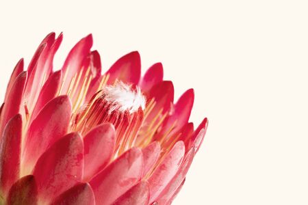 Close-up of a protea flower isolated on a white backgroundの写真素材