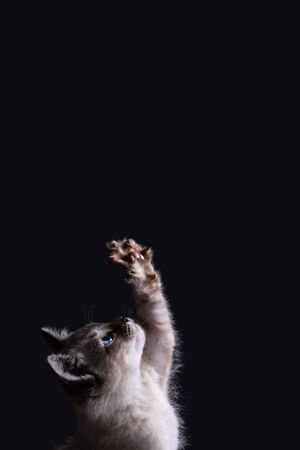 Portrait of a beautiful striped grey kitten with blue eyes on a black background reaching upの写真素材