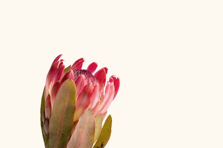 Close-up of a protea flower isolated on a white backgroundの写真素材