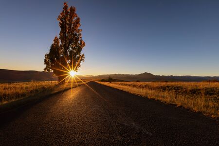 Landscape of a sunrise over a solitary tree and a tar road with a clear skyの写真素材