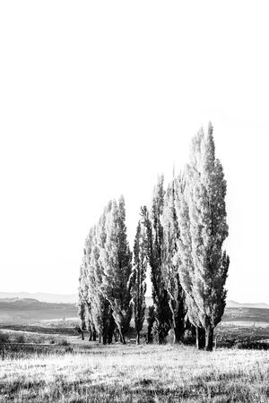 A stand of poplar trees in a meadow with short gras in monochrome high keyの写真素材
