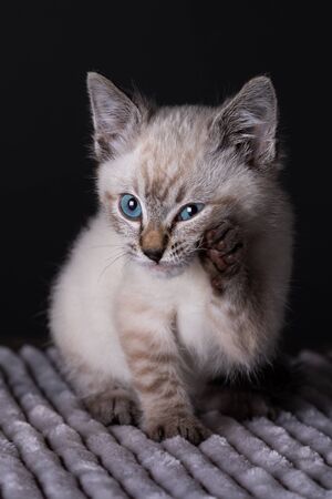 Small grey kitten with blue eyes lay on a soth white fluffy blanketの写真素材