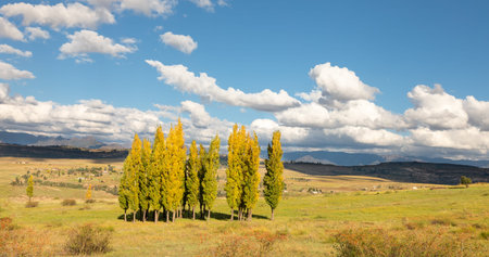 A stand of autumn colour poplar trees in a meadow with short gras and blue sky